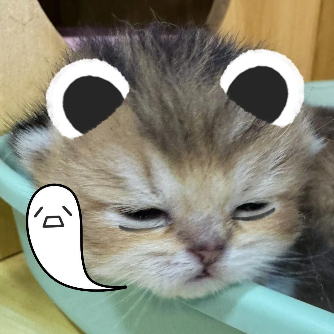 冷脸萌我喜欢你