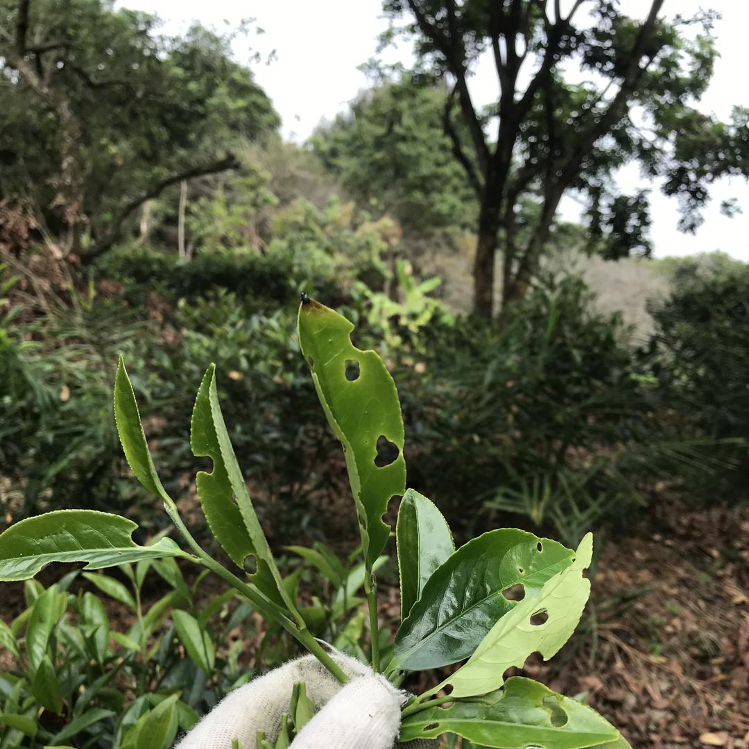 萍妹  凤凰单丛茶