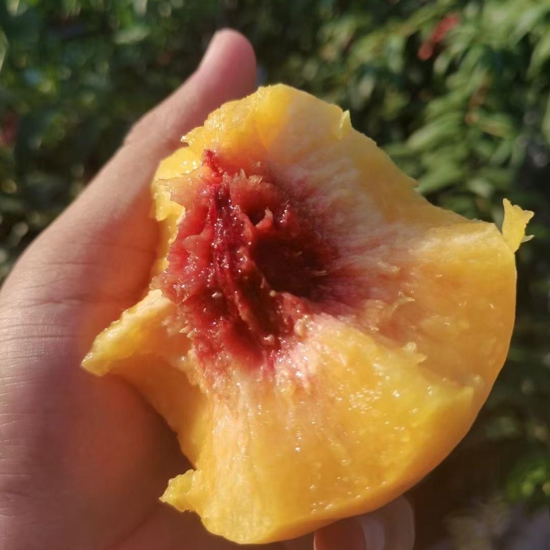 聚昌水果供应链