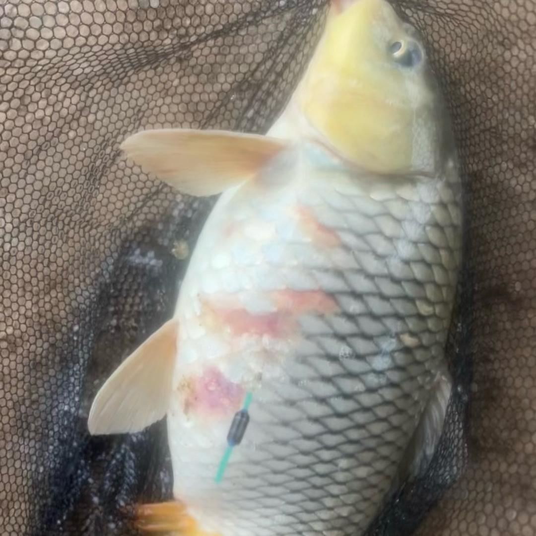 好小子