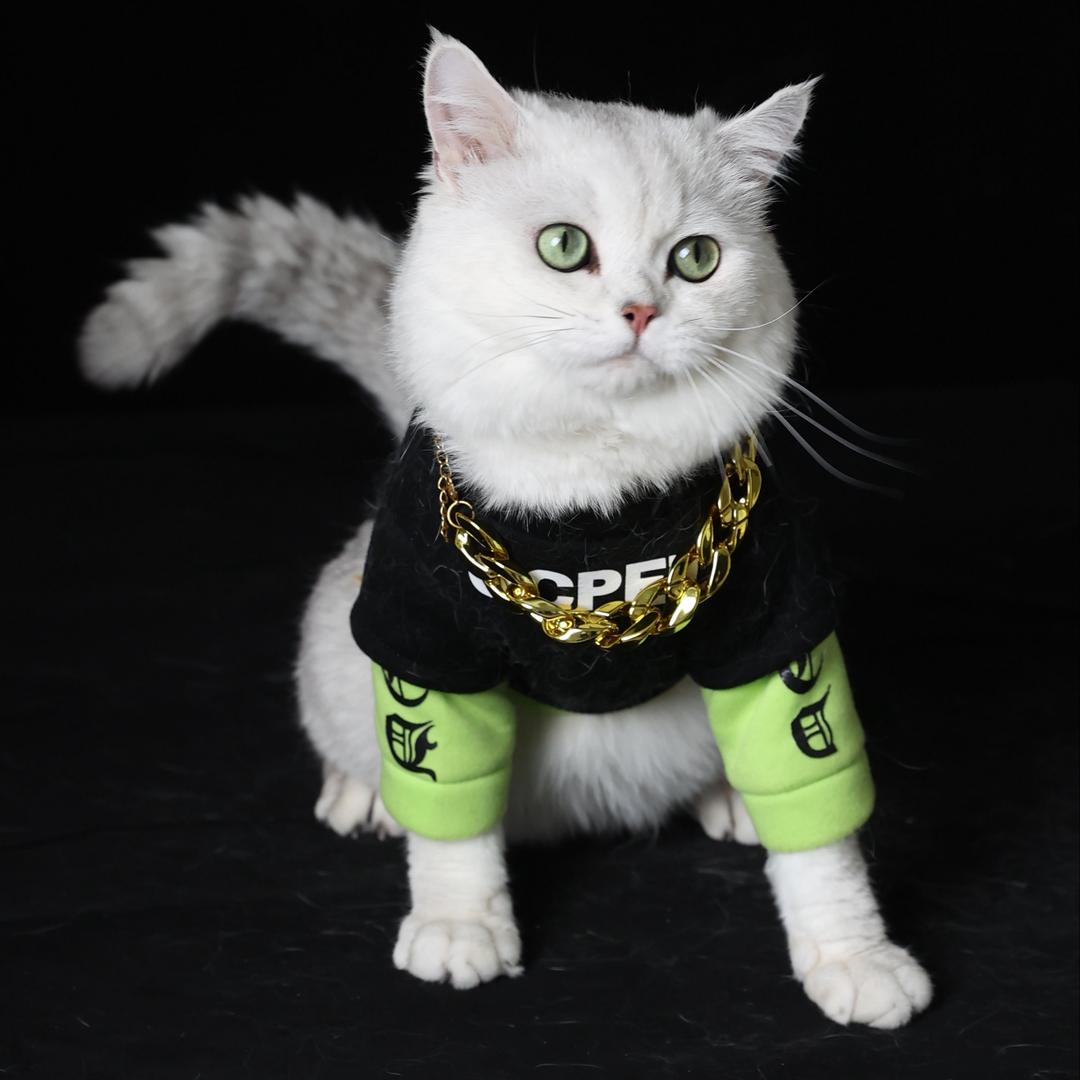 猫少爷🐱
