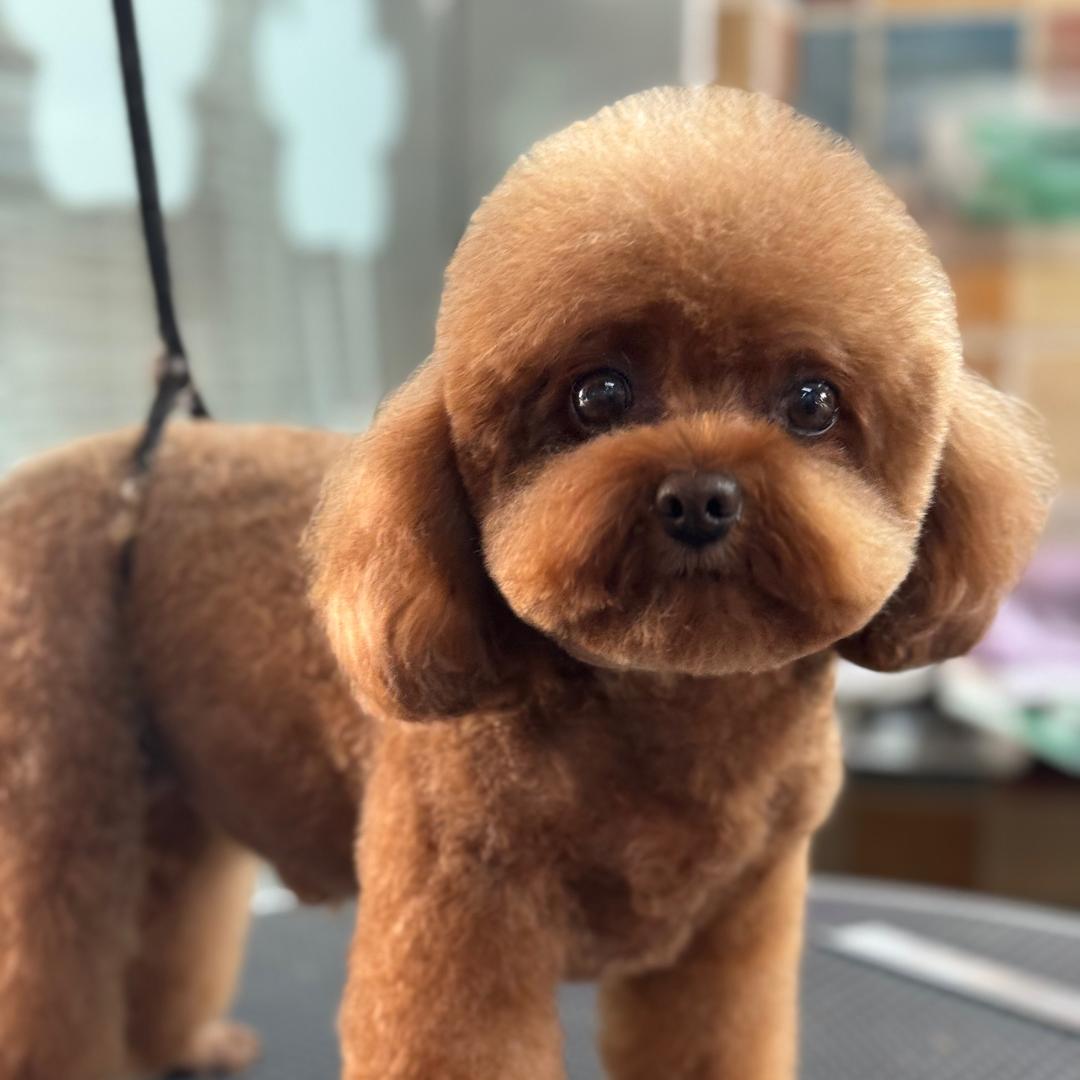 犬家福宠物美容工作室官方号