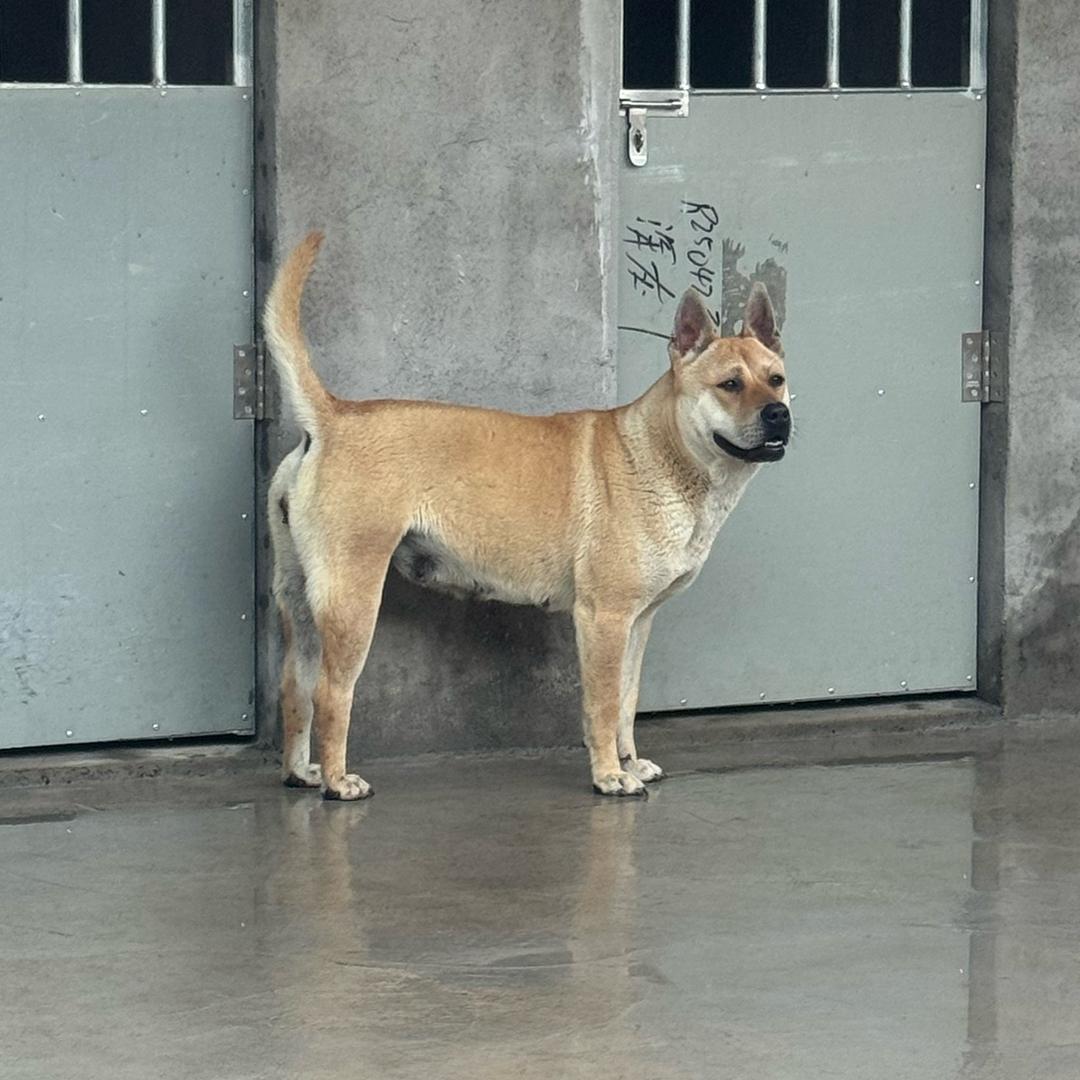 宁波承捷田园犬繁育