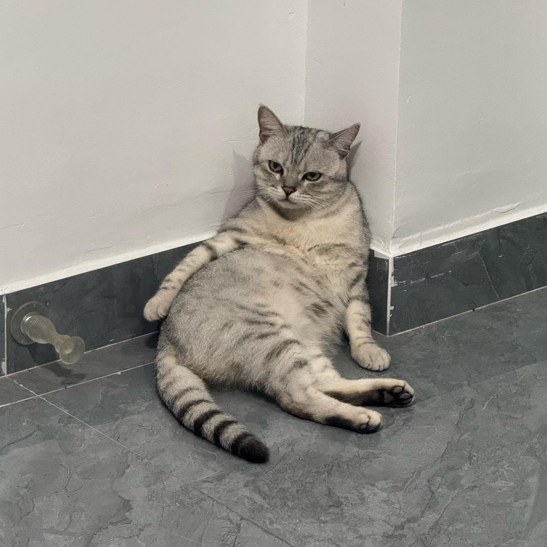 圆🐱