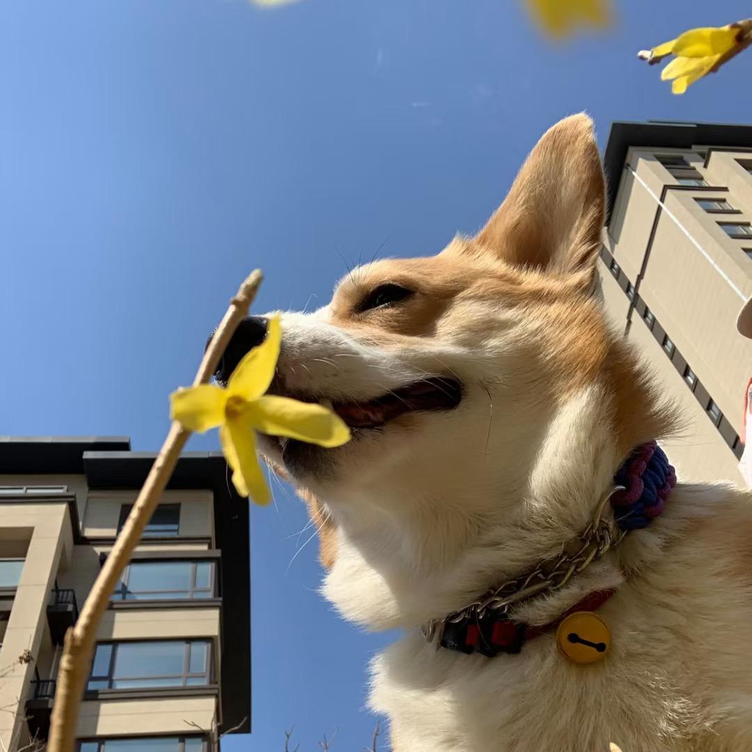 长春大款家·柯基🧸