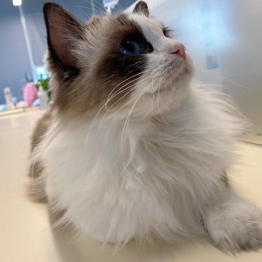 抓月亮