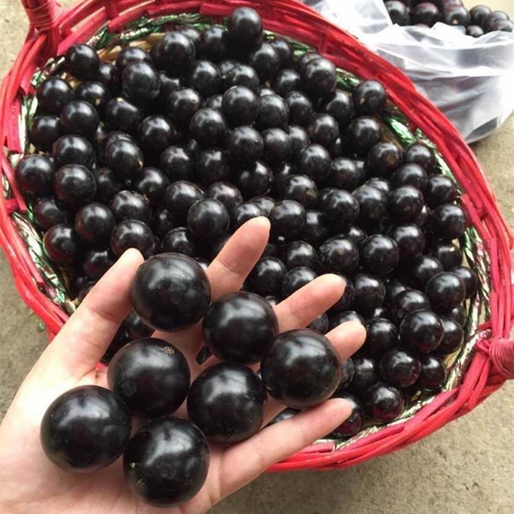 M4树葡萄（嘉宝果树基地）