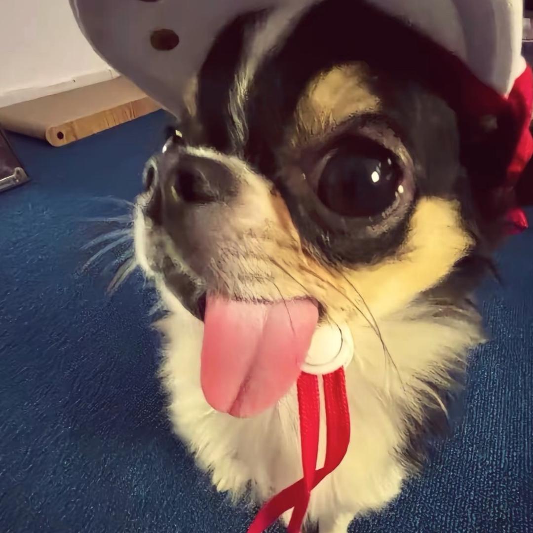 被乌鲁鲁巡飞弹炸成卷毛🧑‍🦱