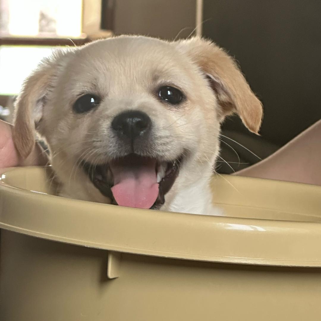 小狗拯救世界🐕