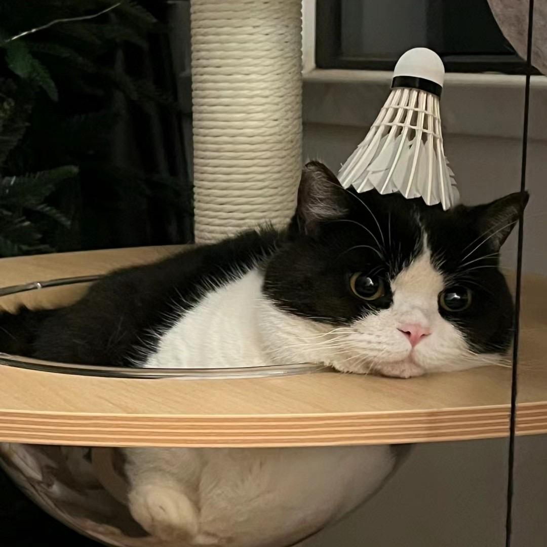 栀锦冰