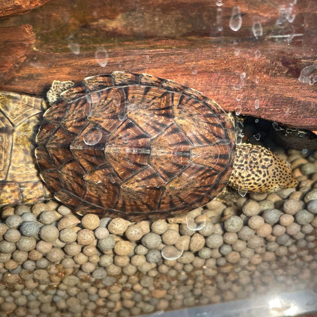 巨头