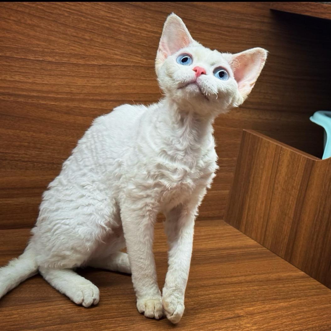 女公子德文卷毛猫