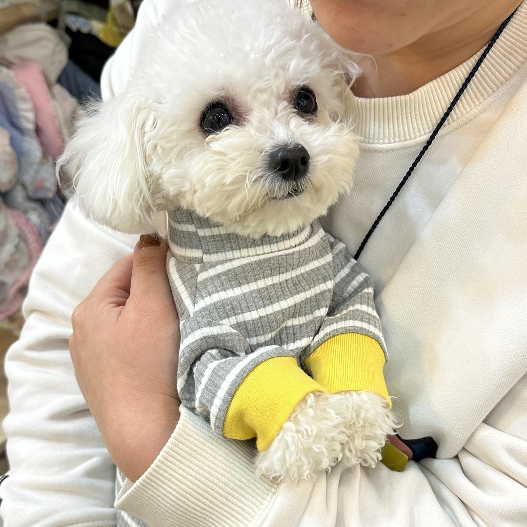 温馨犬舍-买狗私信
