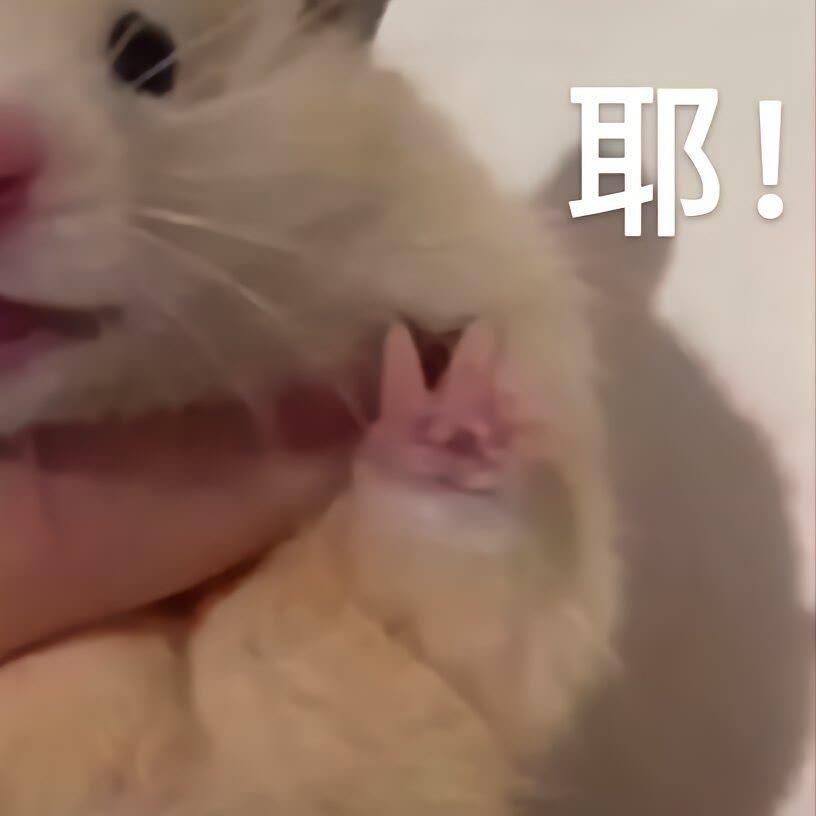 慧慧超甜耶ᥫᩣ.