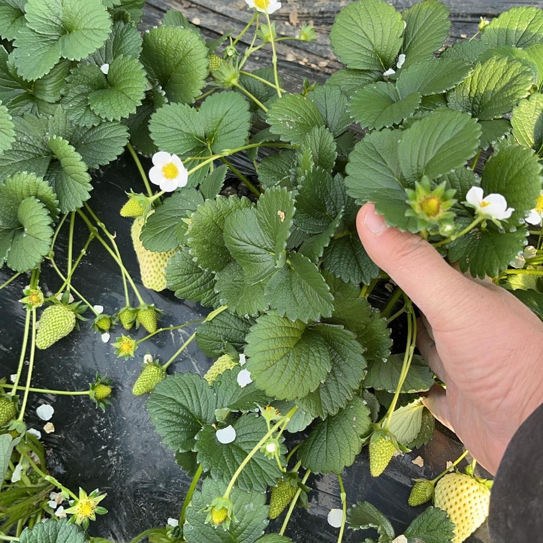 叶叶草莓育苗基地