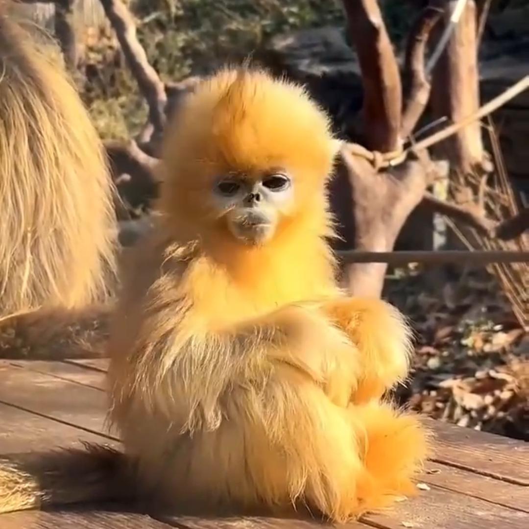 小福牙