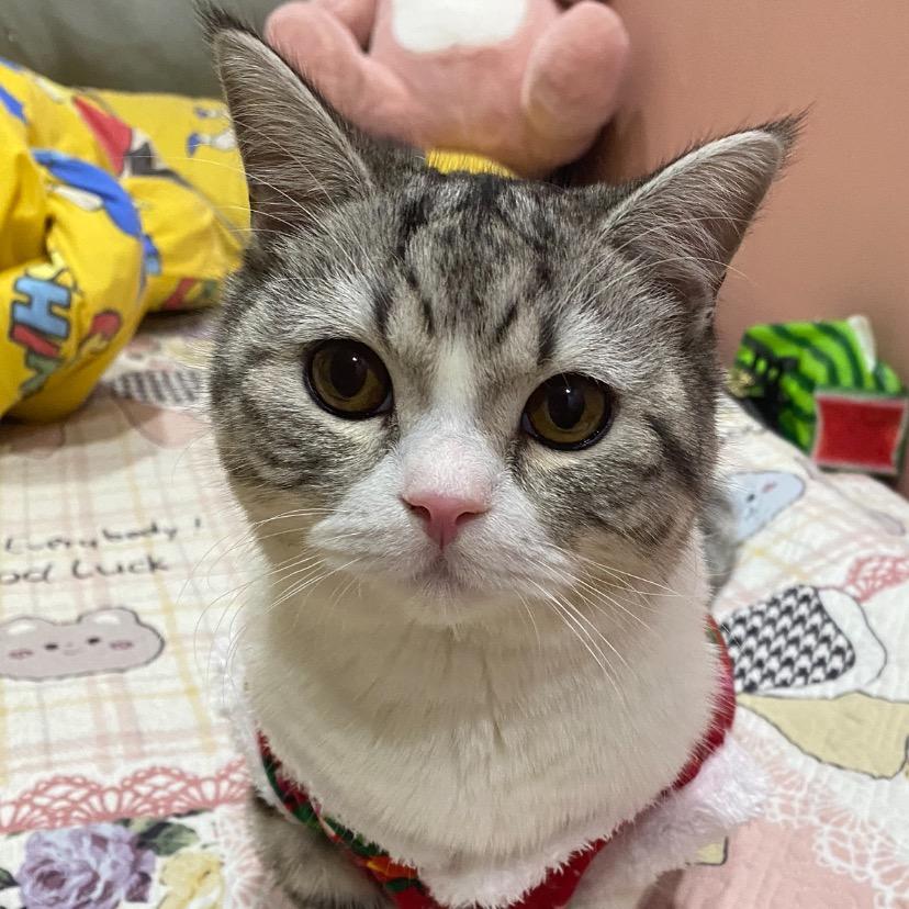 纪小新