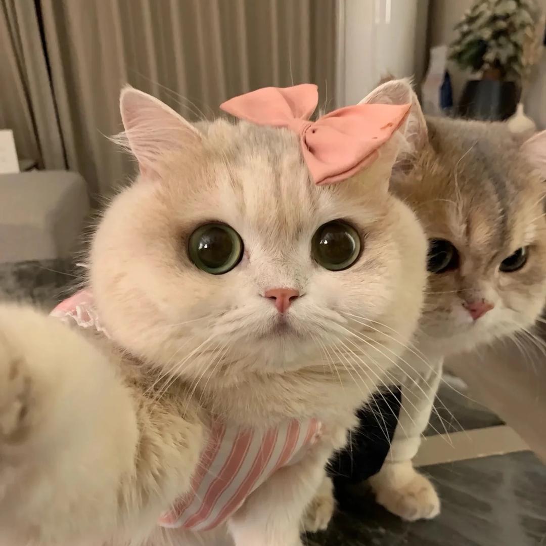 卡卡夫的喵🐈
