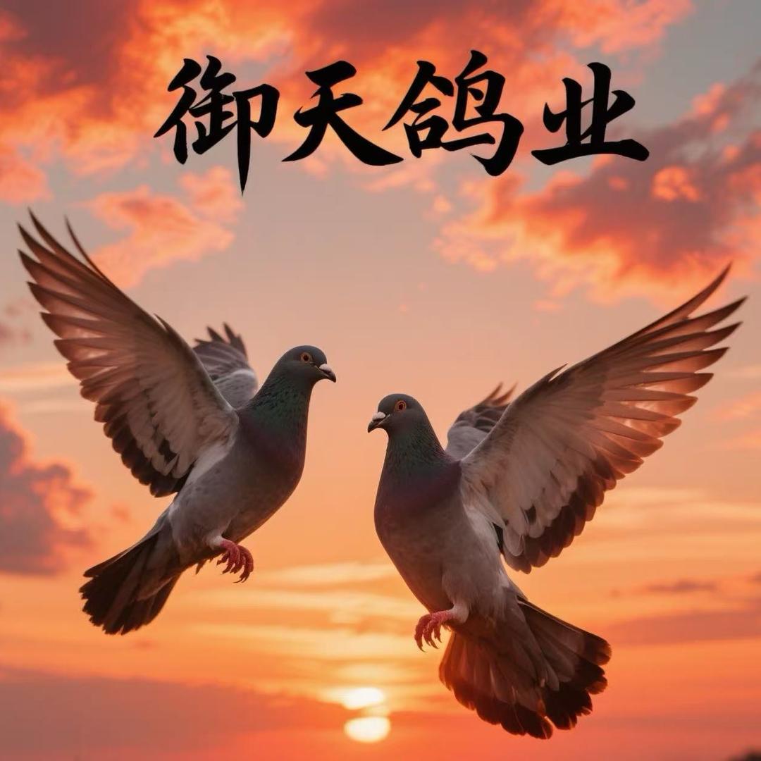 山东滕州御天鸽业