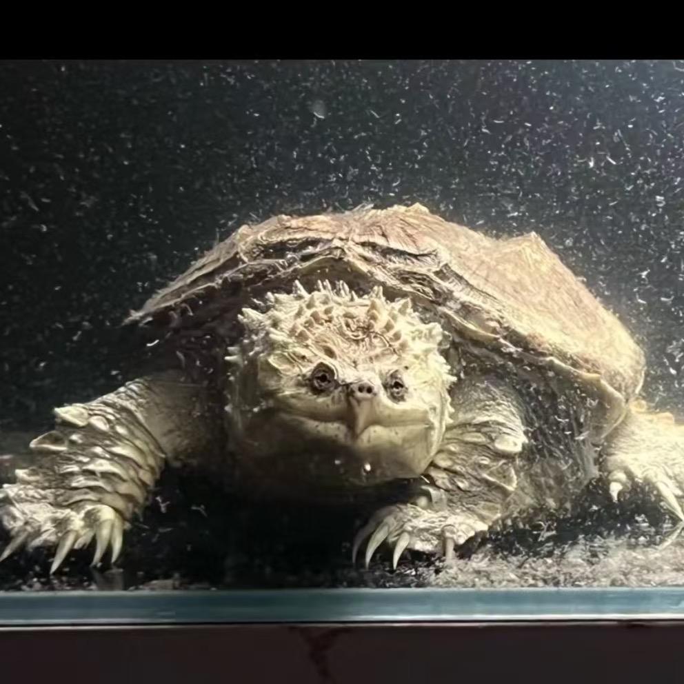 原生溪流佛鳄龟宠