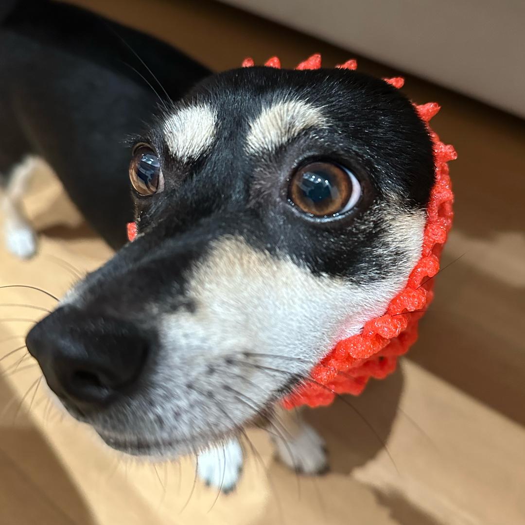 狗球