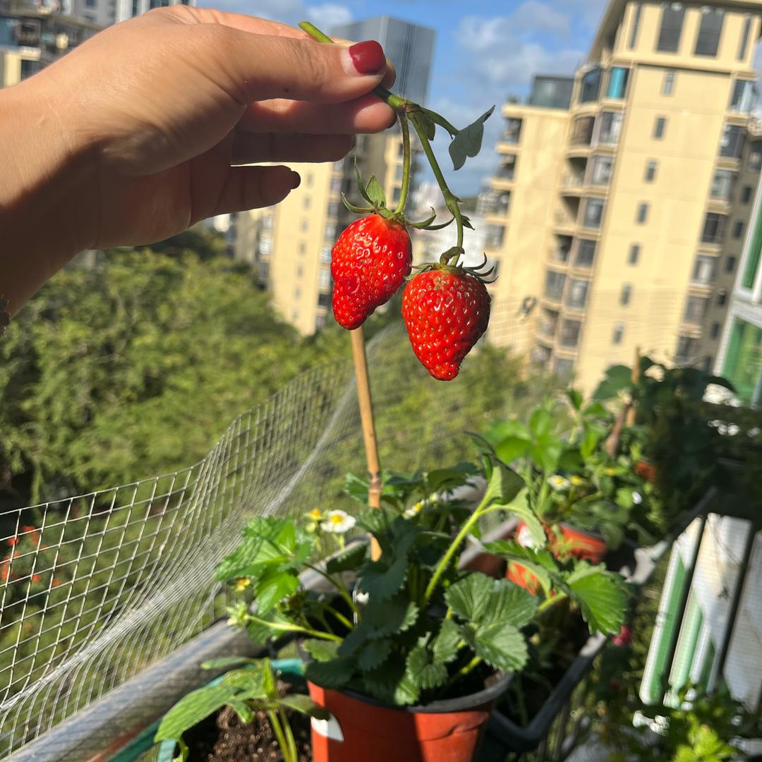 张小花是只猫
