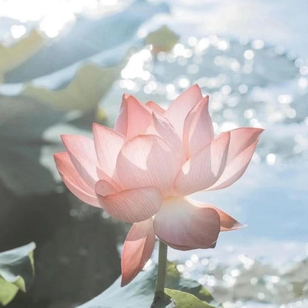 绝不与傻呗为伍