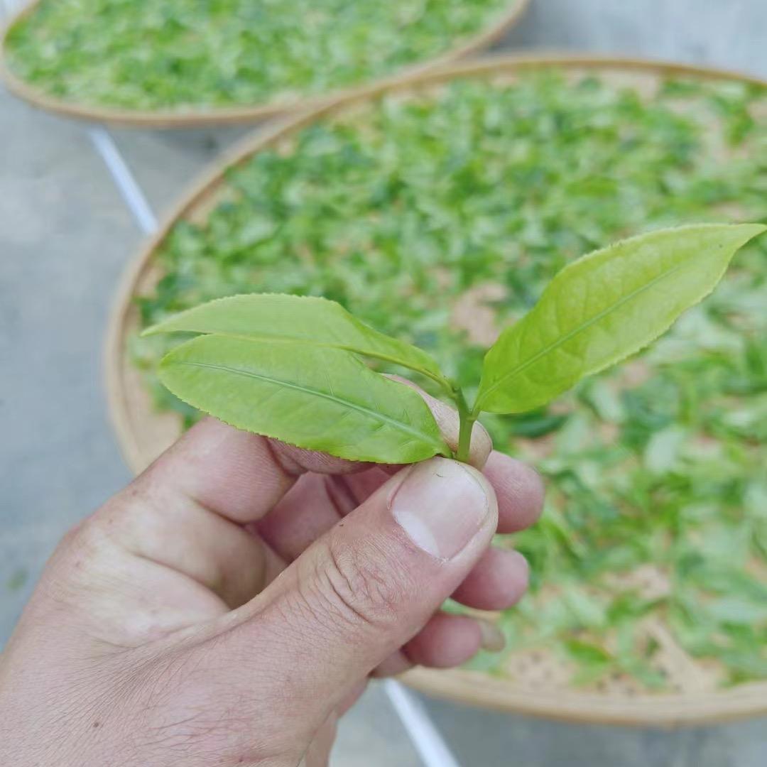 婷婷源香单丛茶批发