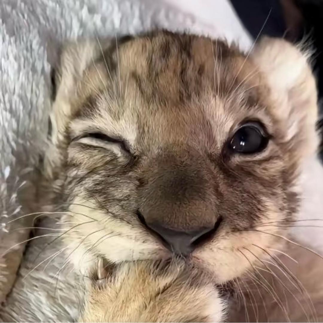 ariiiii