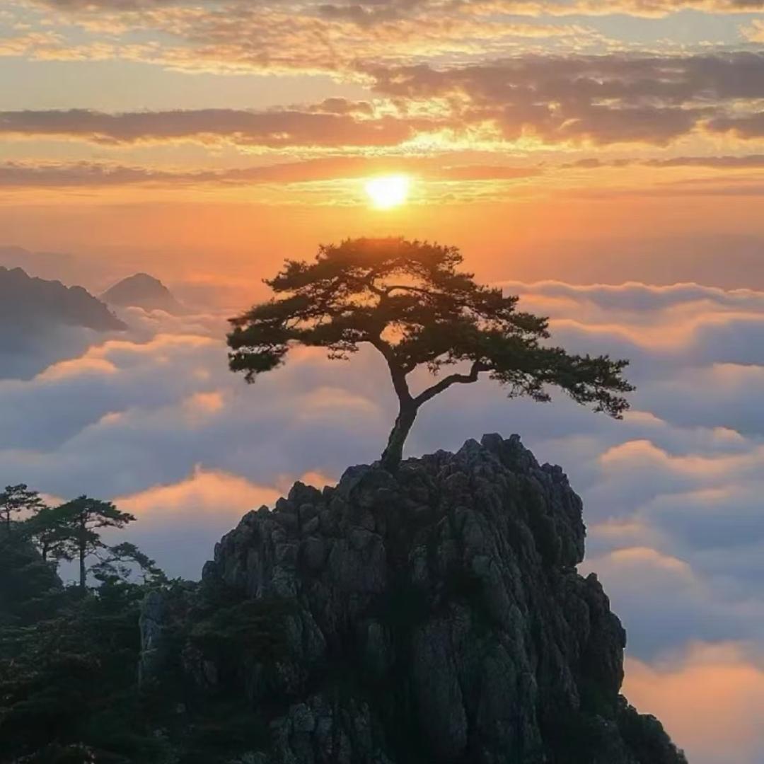 小杨