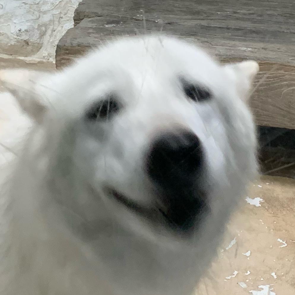 相思树