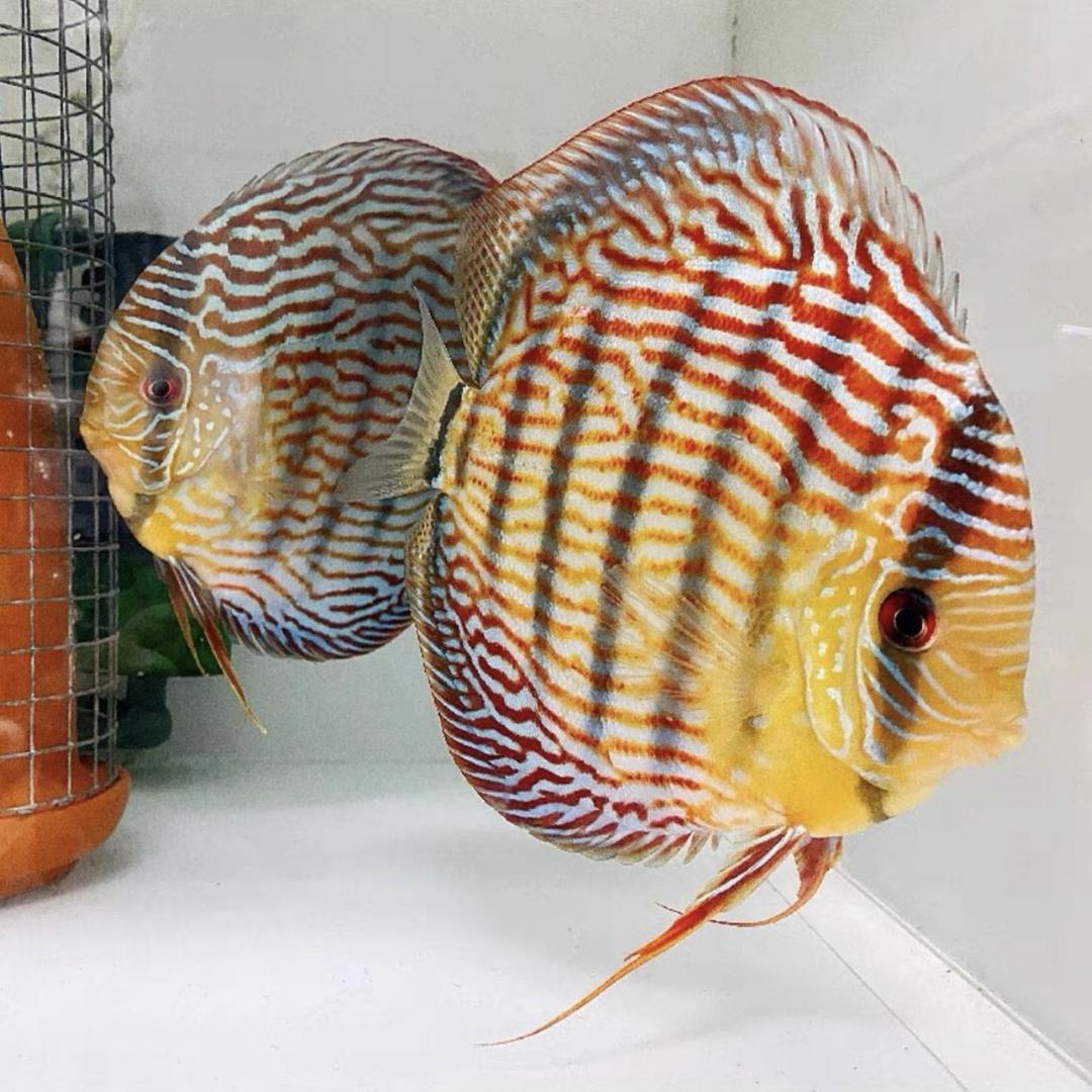 水族宠物器材工厂店