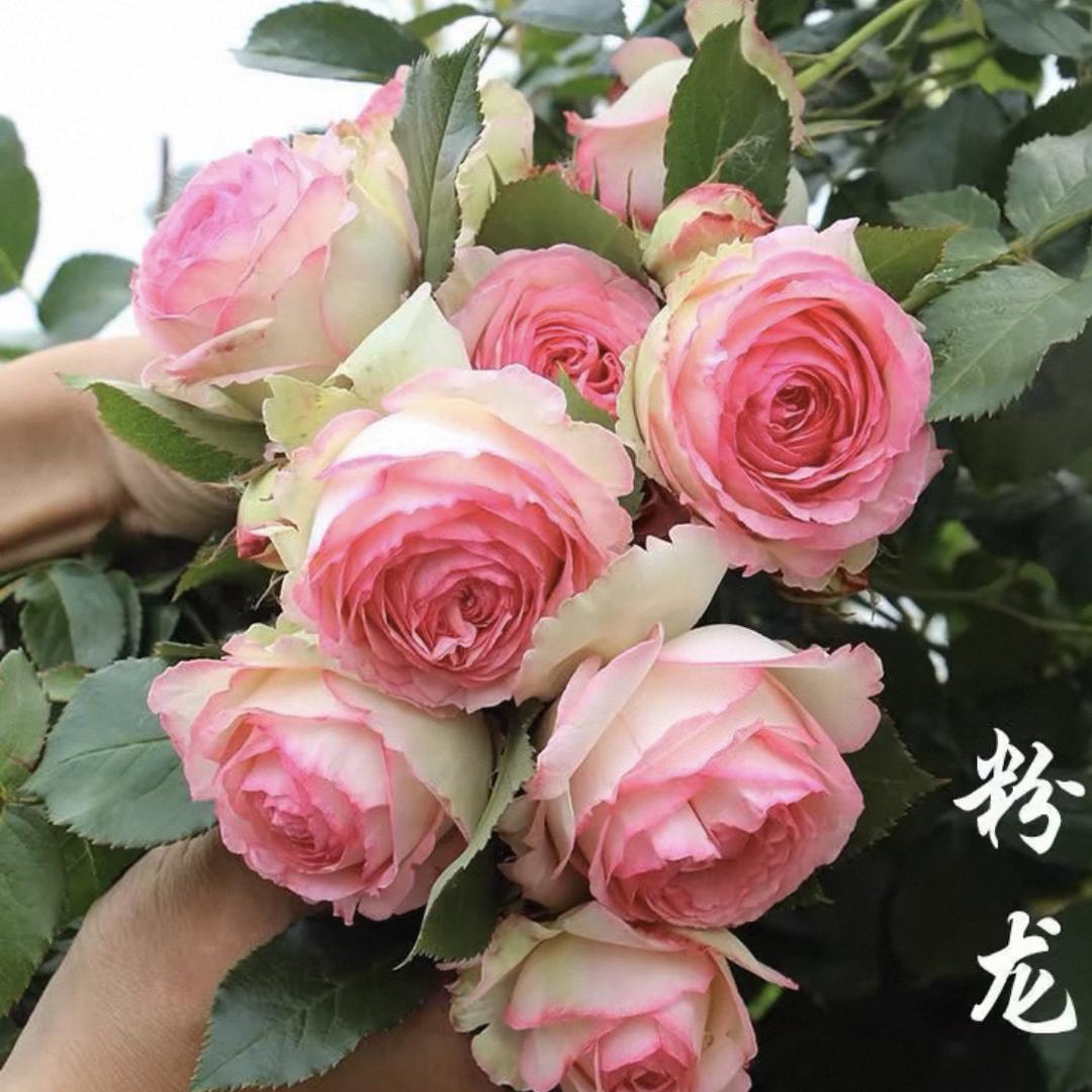米西花卉