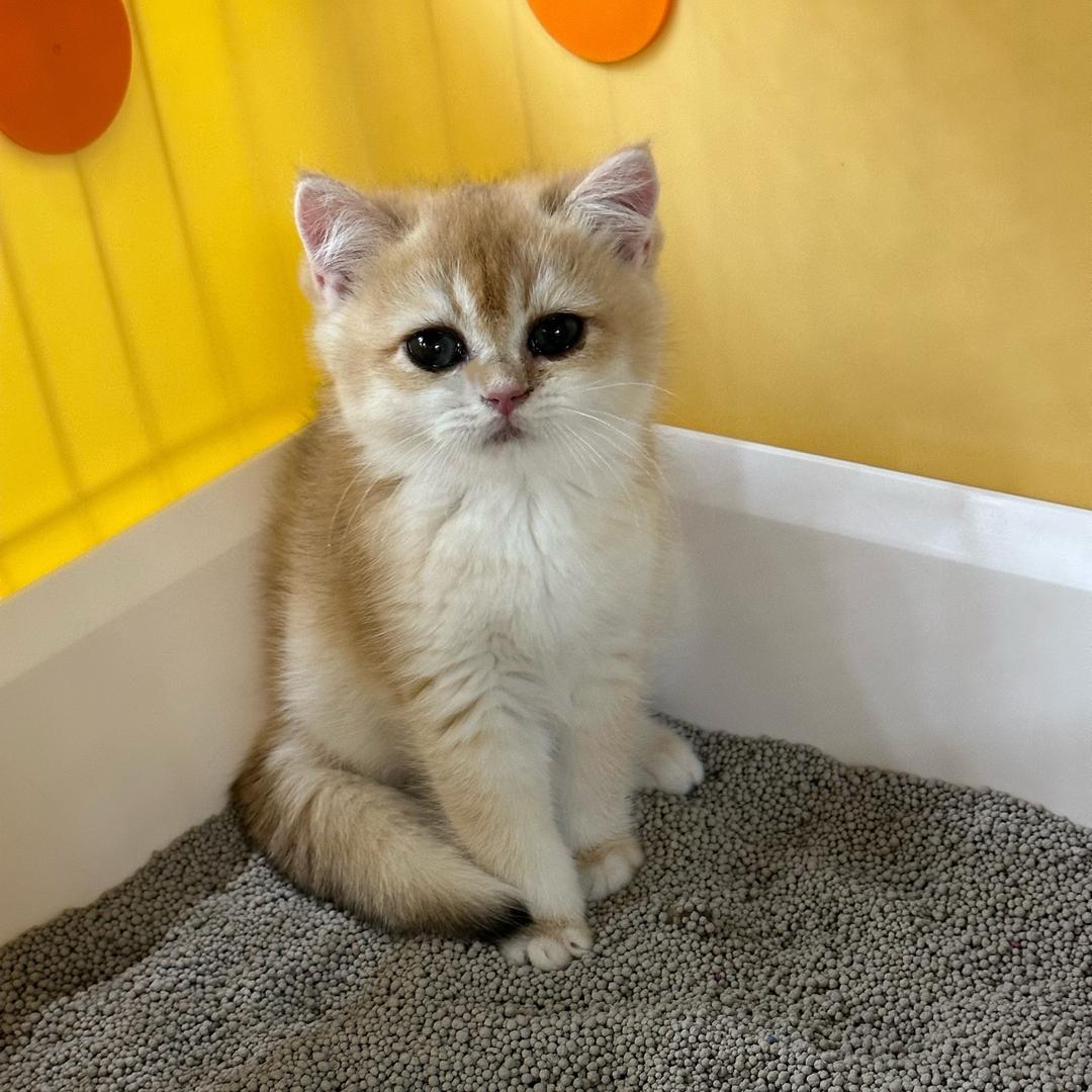 三月是只猫
