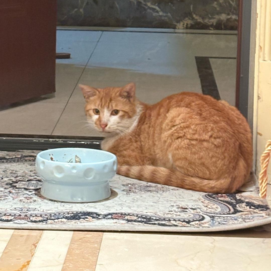 自来野咪咪 （没起名）