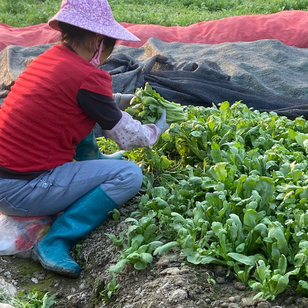 专业蔬菜种植夫妇