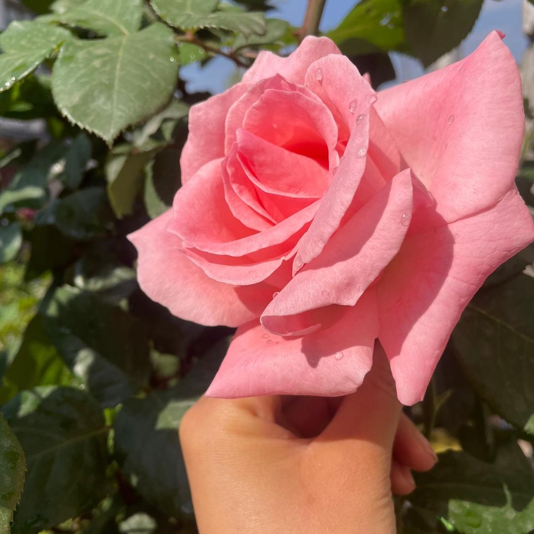 顶俏多酶酵素洗衣液