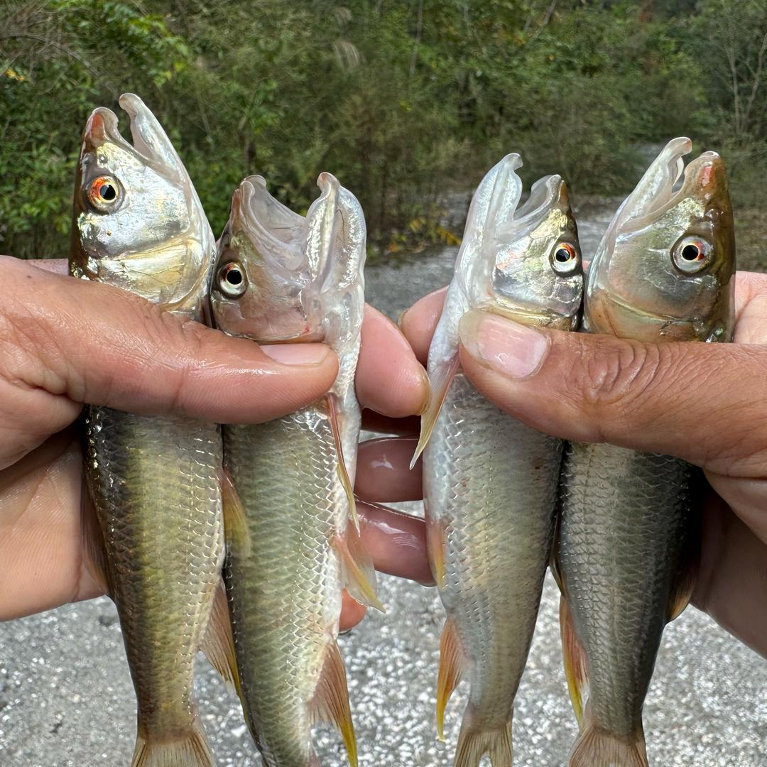 潘二两🎣钓马口