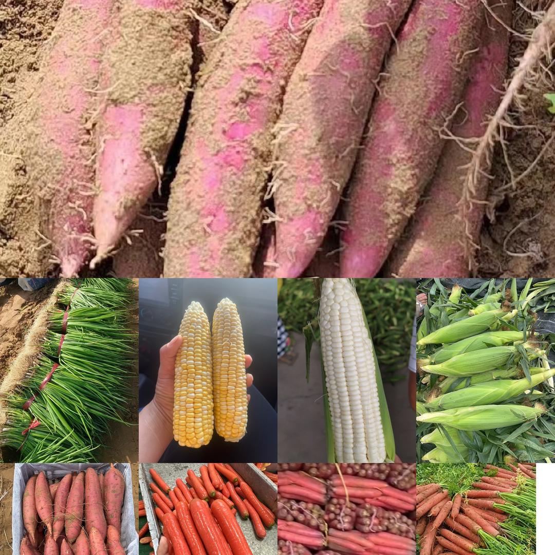 敏敏《思思农业》