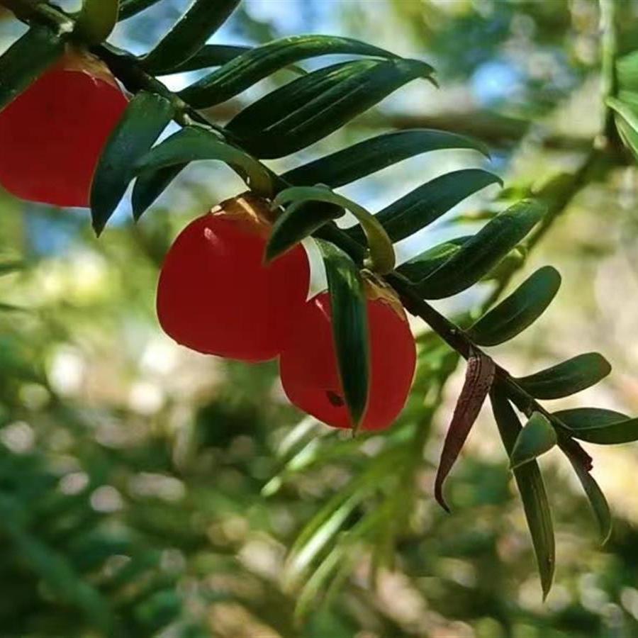 枫韵红豆杉(精品树合法红豆杉原木)