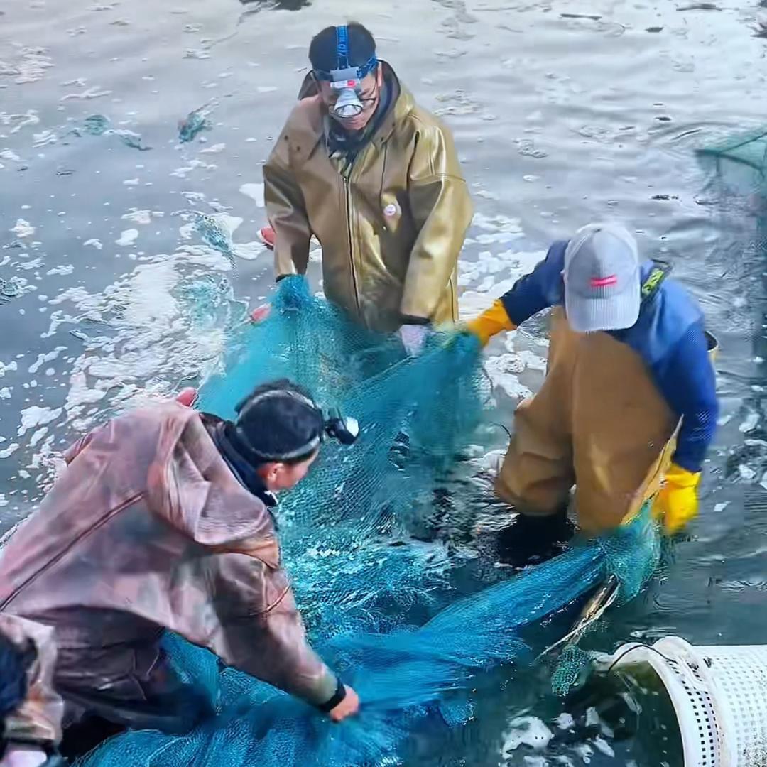 海意安鲜🆚虾价狂飙