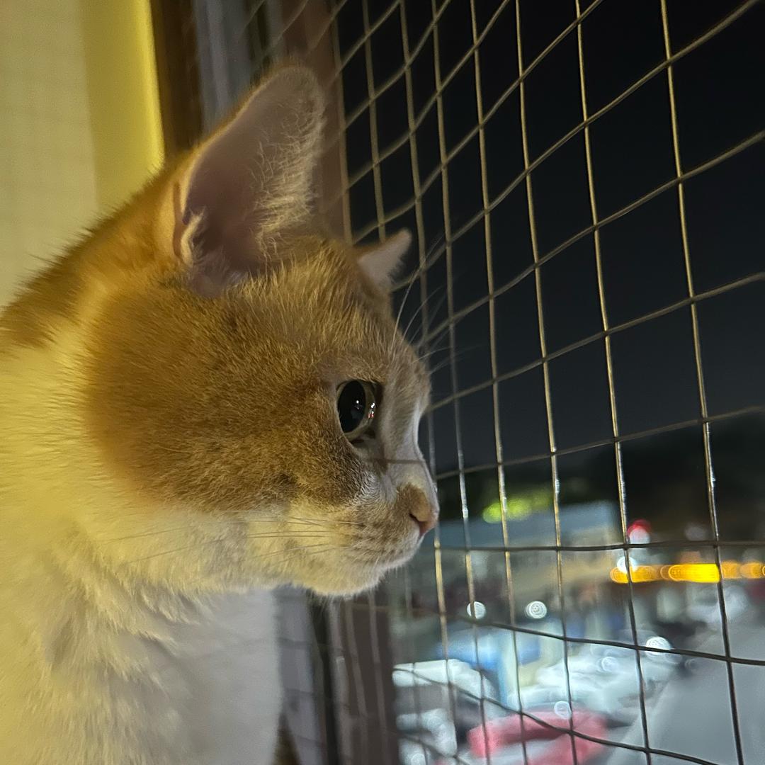 什么