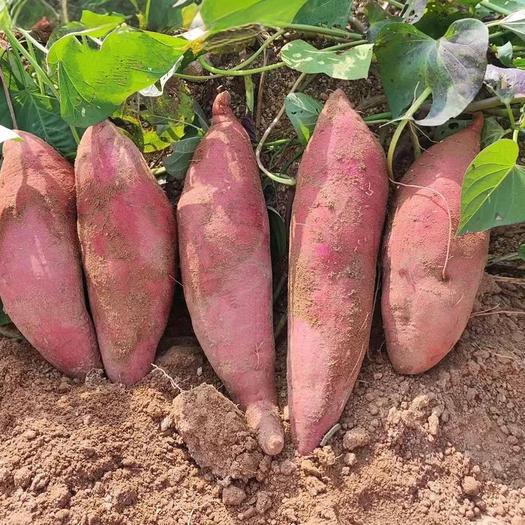 法库县郭家田选