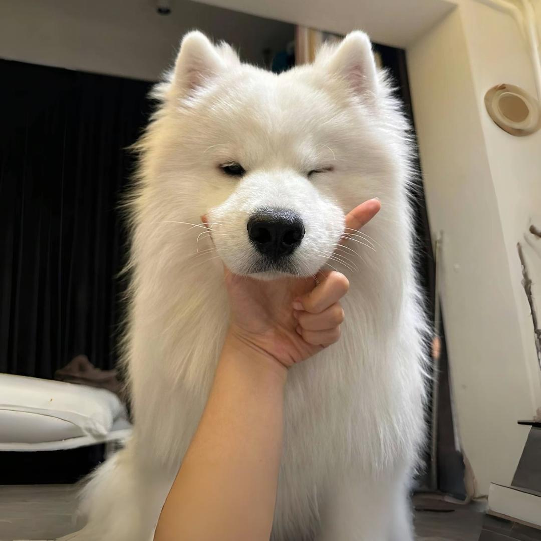 手抓饭大大王.