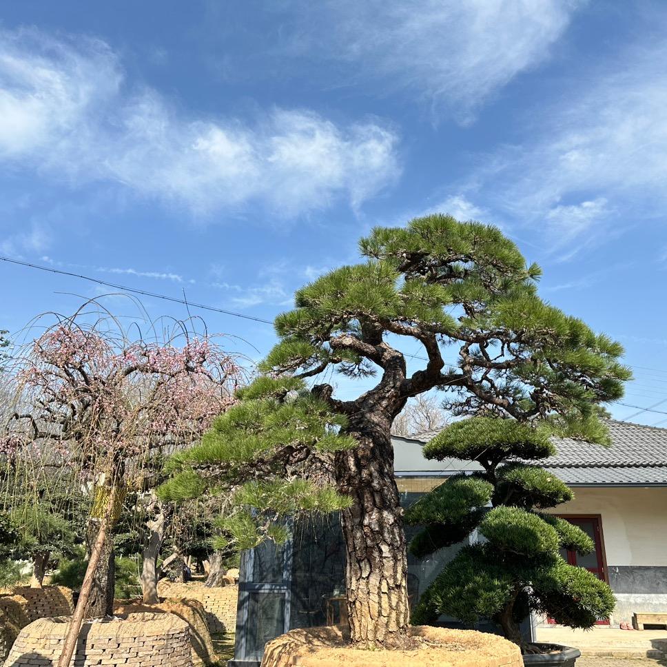 青藝園