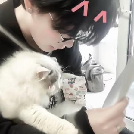 想养只小猫