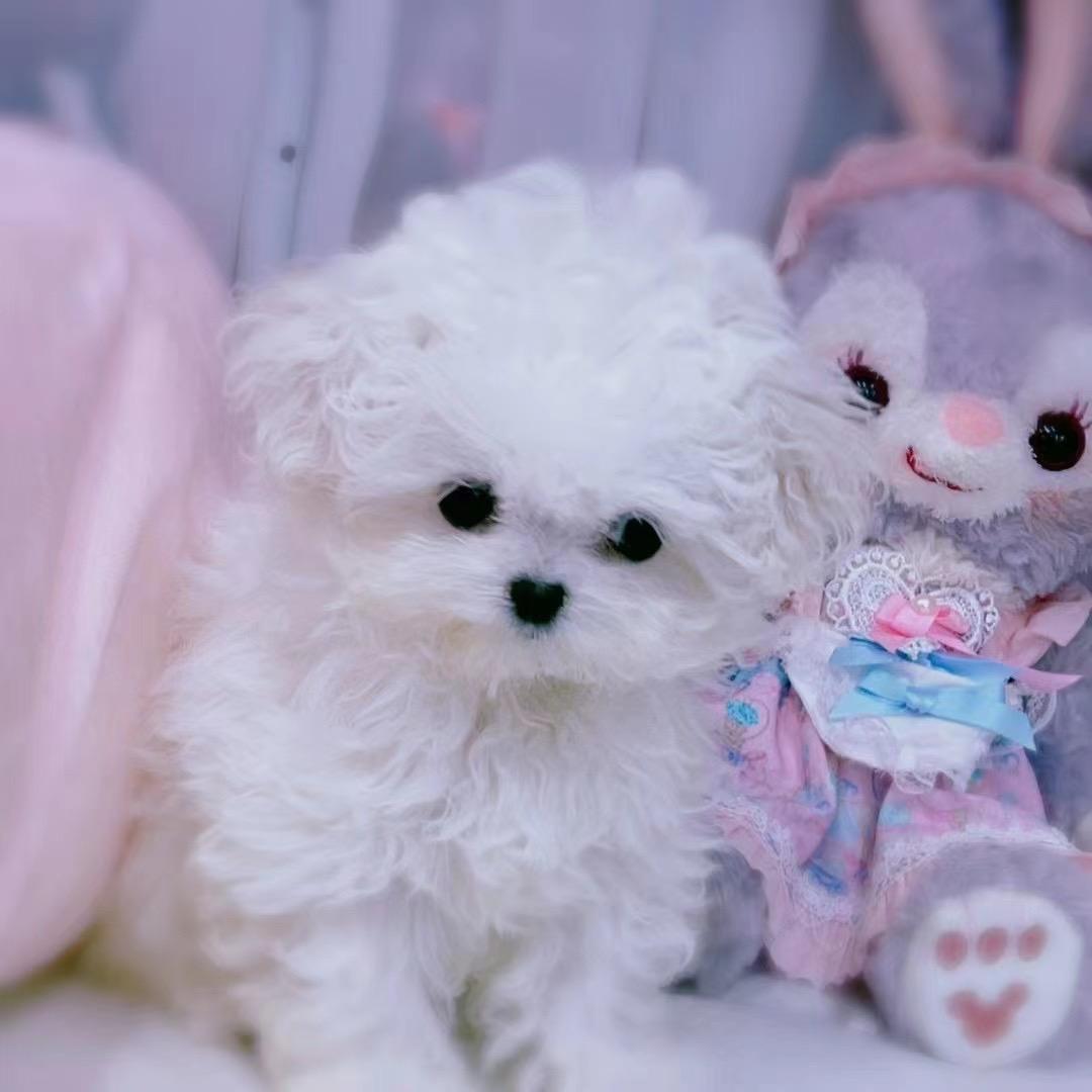 萌犬堂的萌系比熊