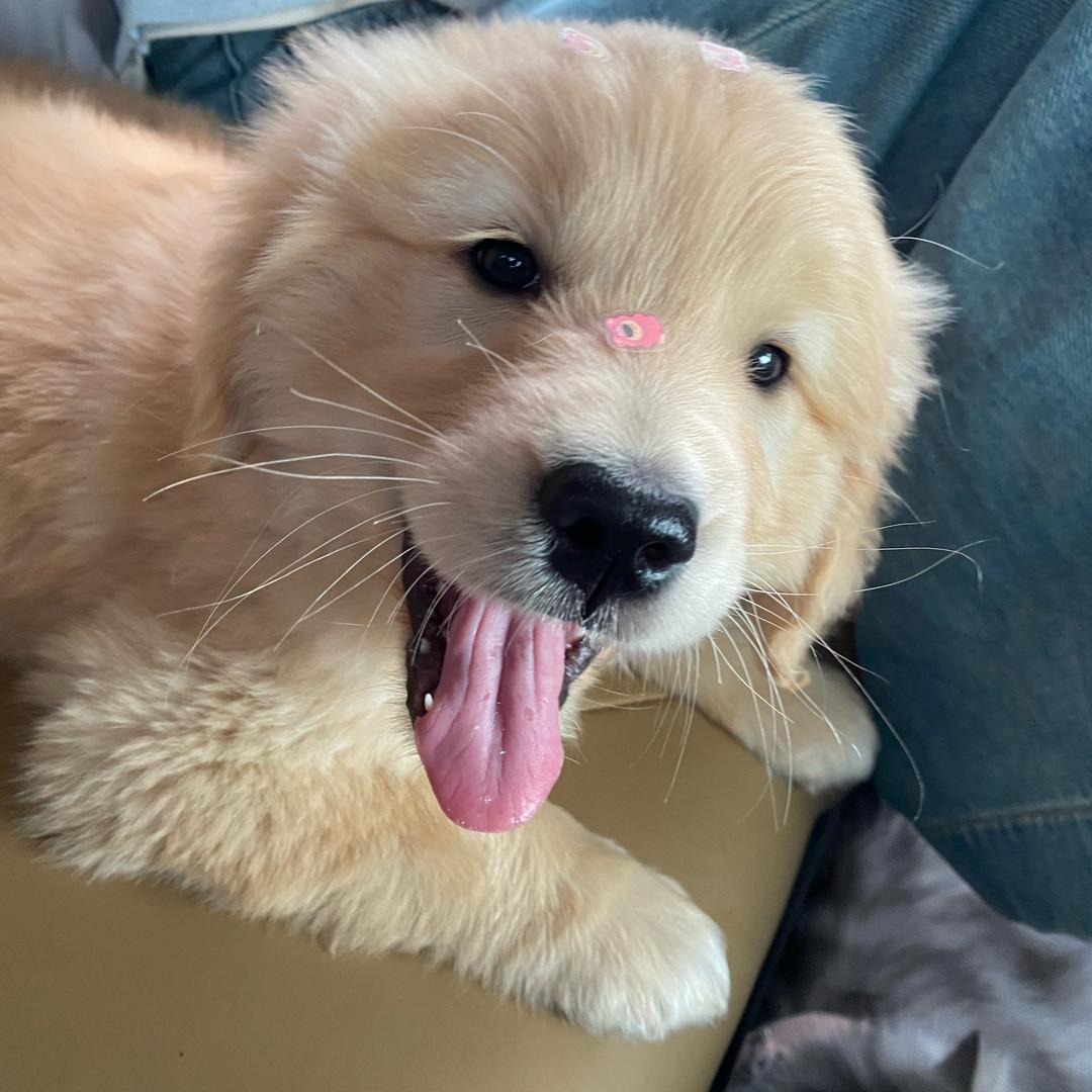 胖胖妹🐶