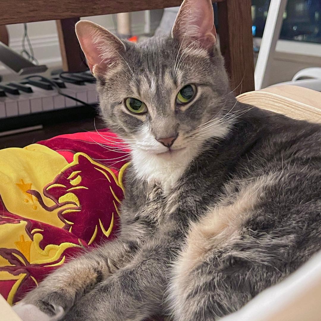 七粒猫和他的朋友🐱🍚