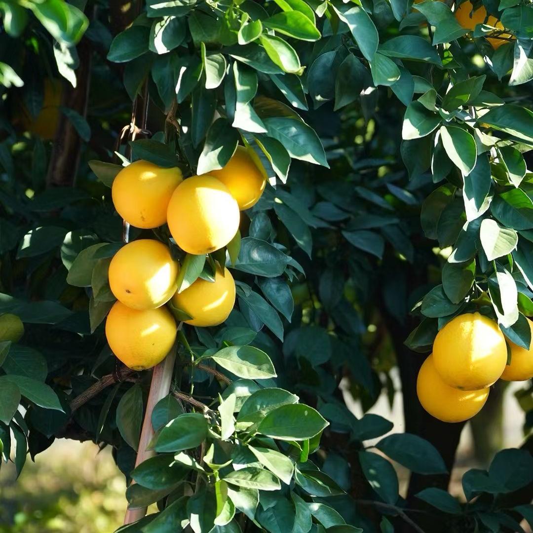 赣南脐橙（丹东草莓）自家果园-顺招代理呀